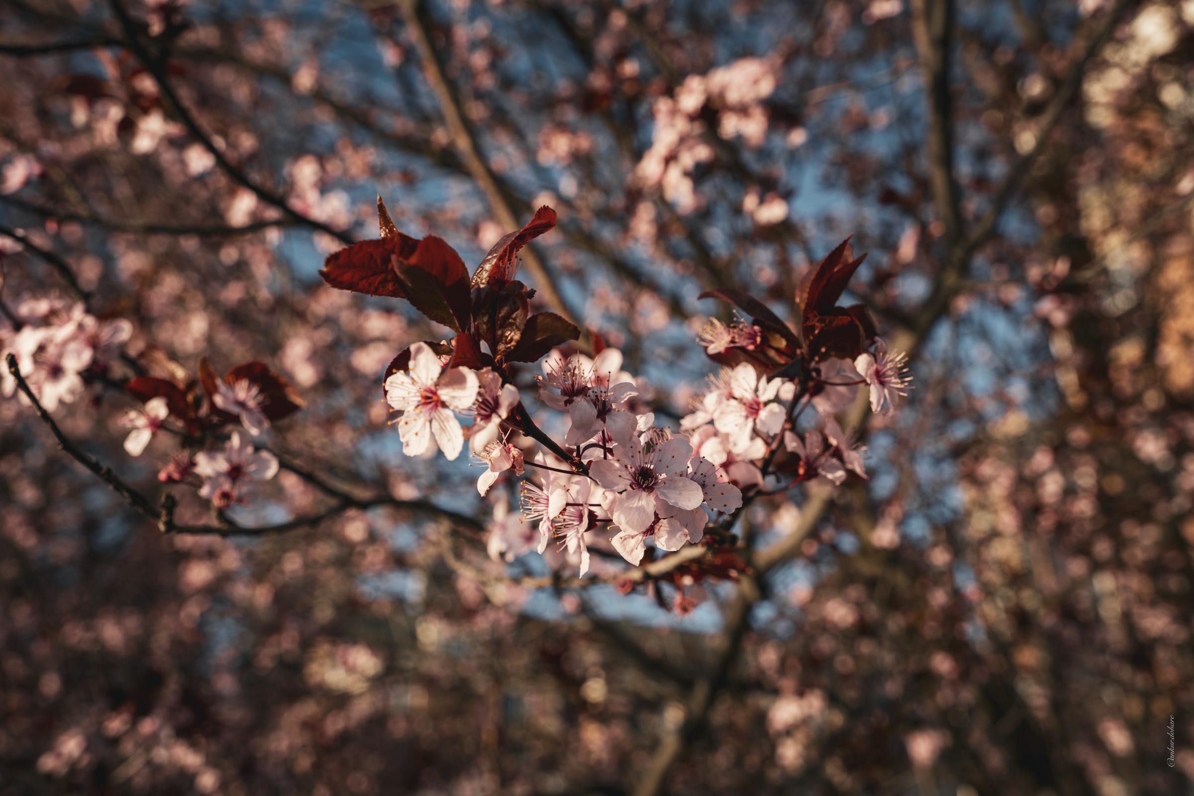 Plum Blossom — Spring 2024